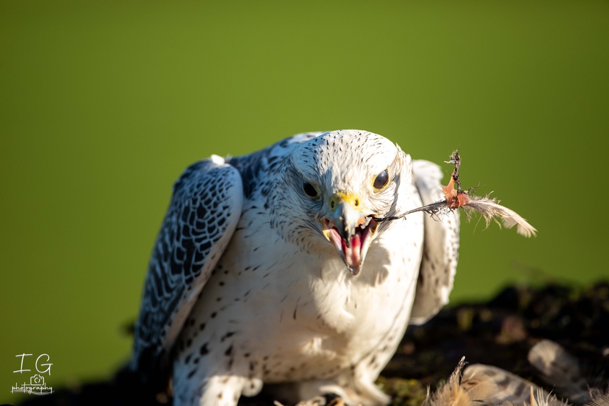  5D49963 21 november 2021 1215 26